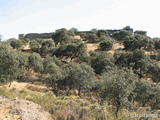 Castillo de El Vacar