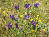 Montes de Boadilla