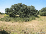 Montes de Boadilla