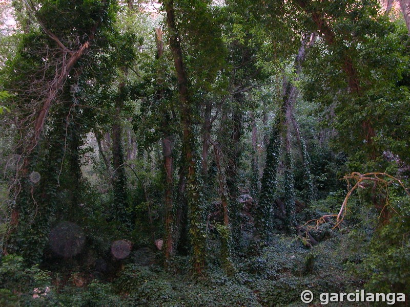 Monasterio de Piedra